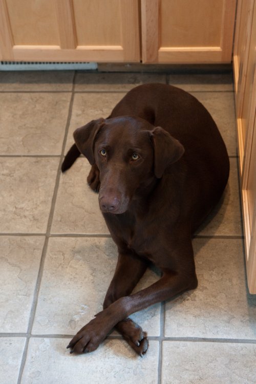 My brother's dog Sophia